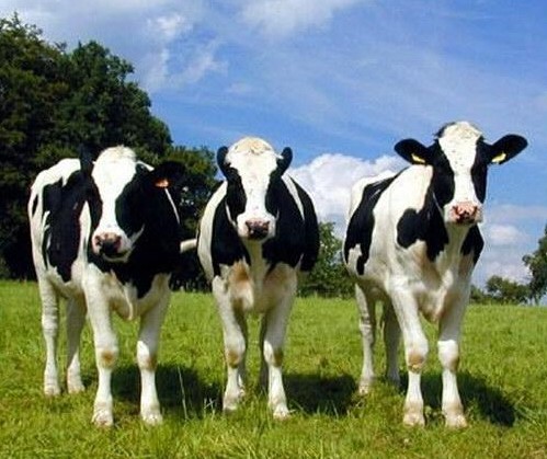 2016世界奶牛產(chǎn)業(yè)博覽會